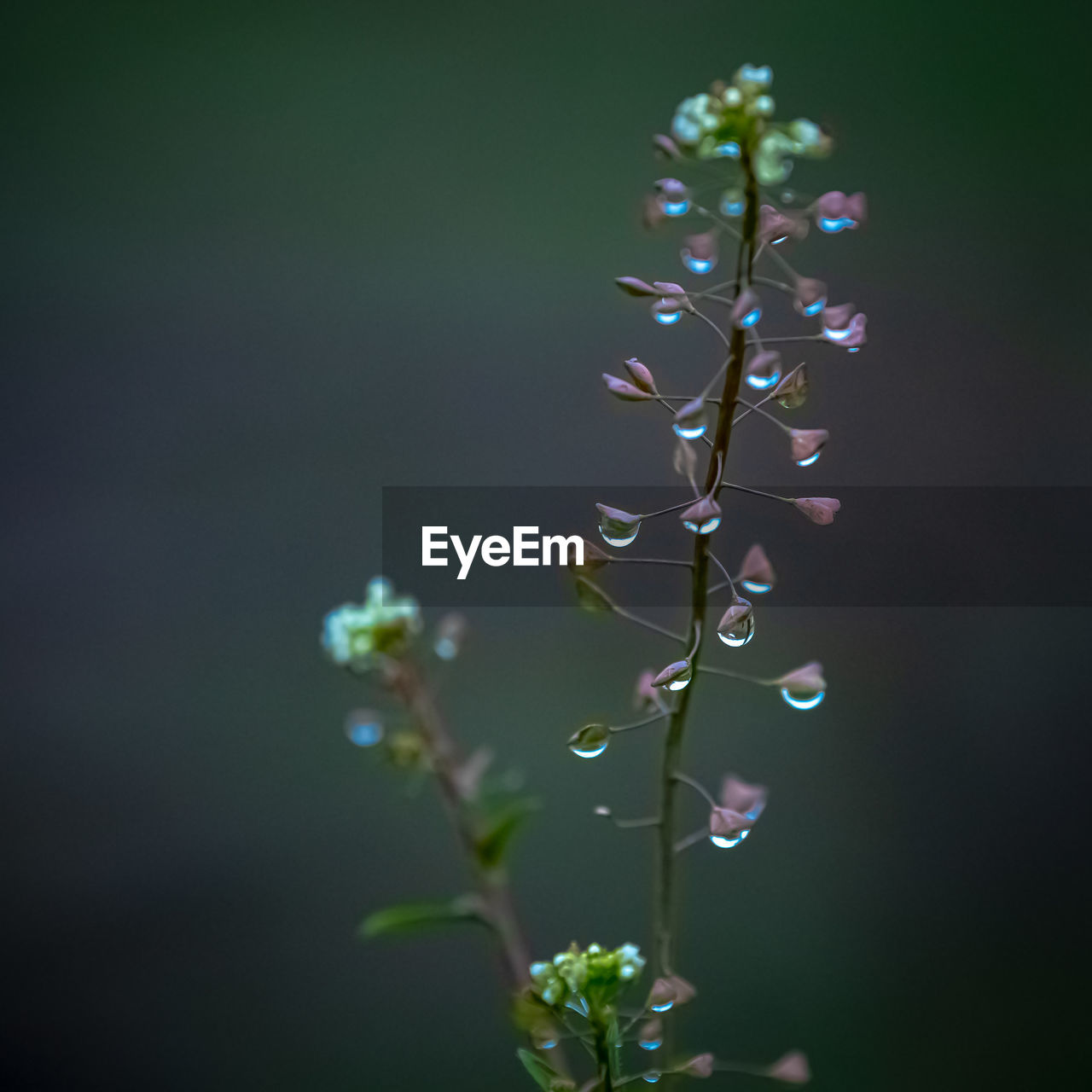 plant, flower, beauty in nature, nature, freshness, flowering plant, fragility, macro photography, close-up, growth, green, no people, plant stem, moisture, leaf, focus on foreground, dew, drop, outdoors, selective focus, branch, purple, plant part, wet, water, springtime, tranquility, day, petal, grass