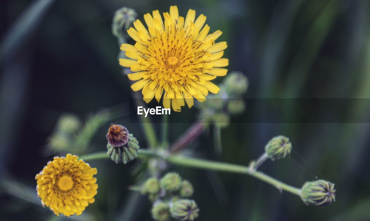 CLOSE-UP OF HONEY BEE ON YELLOW FLOWERING PLANT