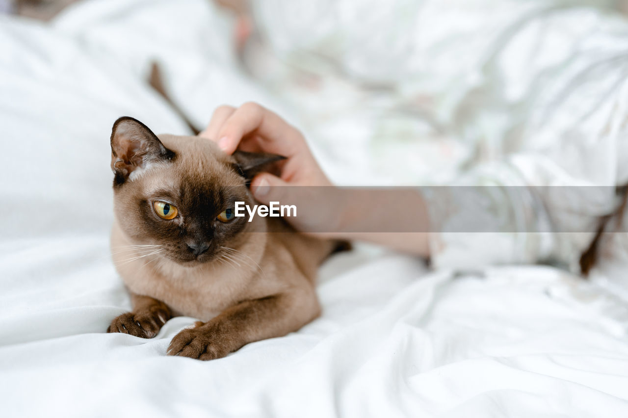 cat, pet, domestic animals, mammal, animal themes, animal, bed, furniture, one animal, domestic cat, bedroom, felidae, small to medium-sized cats, relaxation, domestic room, indoors, lying down, feline, whiskers, cute, portrait, one person, young animal, tonkinese, pillow, kitten, lifestyles, white, looking at camera, linen, hairstyle, animal hair, siamese, adult, home interior, animal body part, thai, comfortable, looking, resting, long hair, sheet, domestic life, women, sitting, eye, fun, love, siamese cat, tired