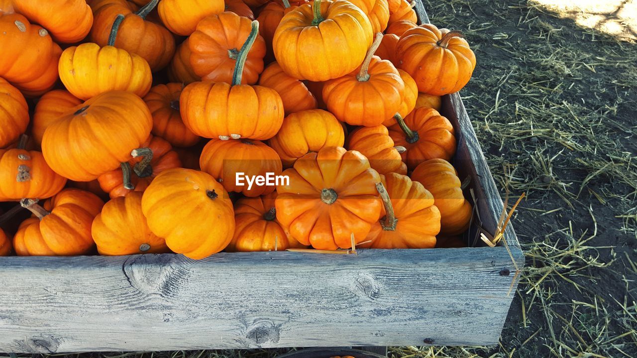 Close-up of pumpkins in wood container during autumn