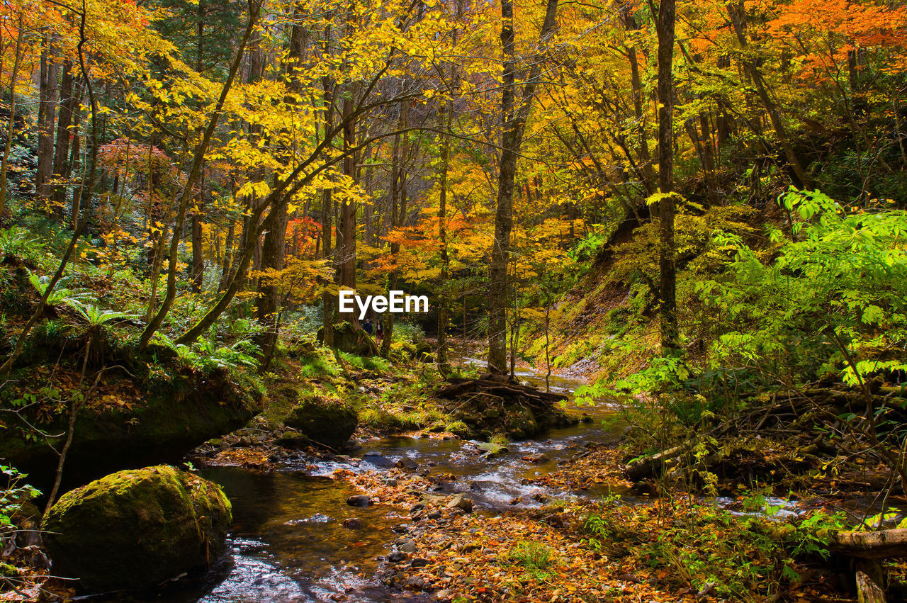 Stream amidst trees in forest during autumn