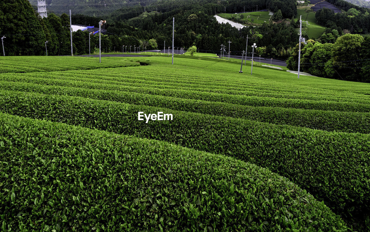 Scenic view of agricultural field