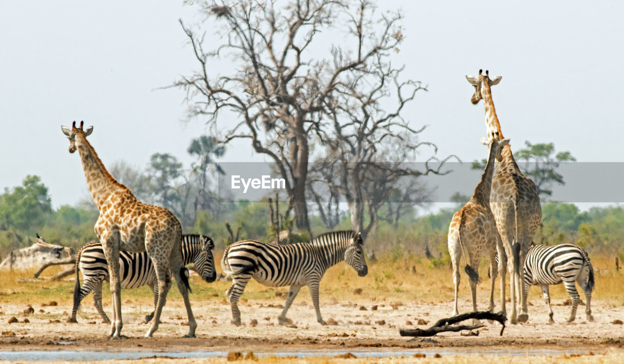 Giraffe and zebras standing on field against sky