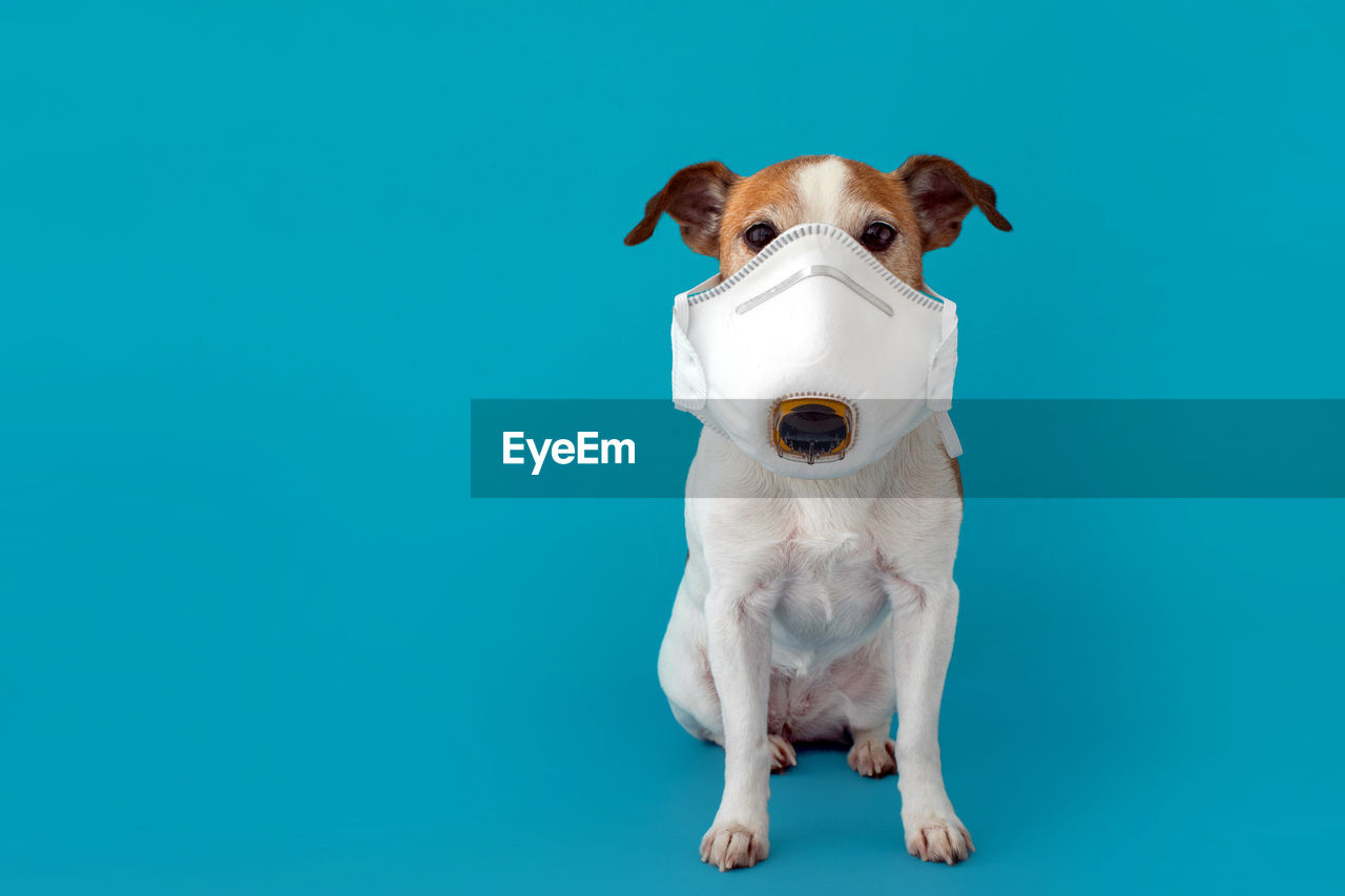 PORTRAIT OF A DOG OVER BLUE BACKGROUND