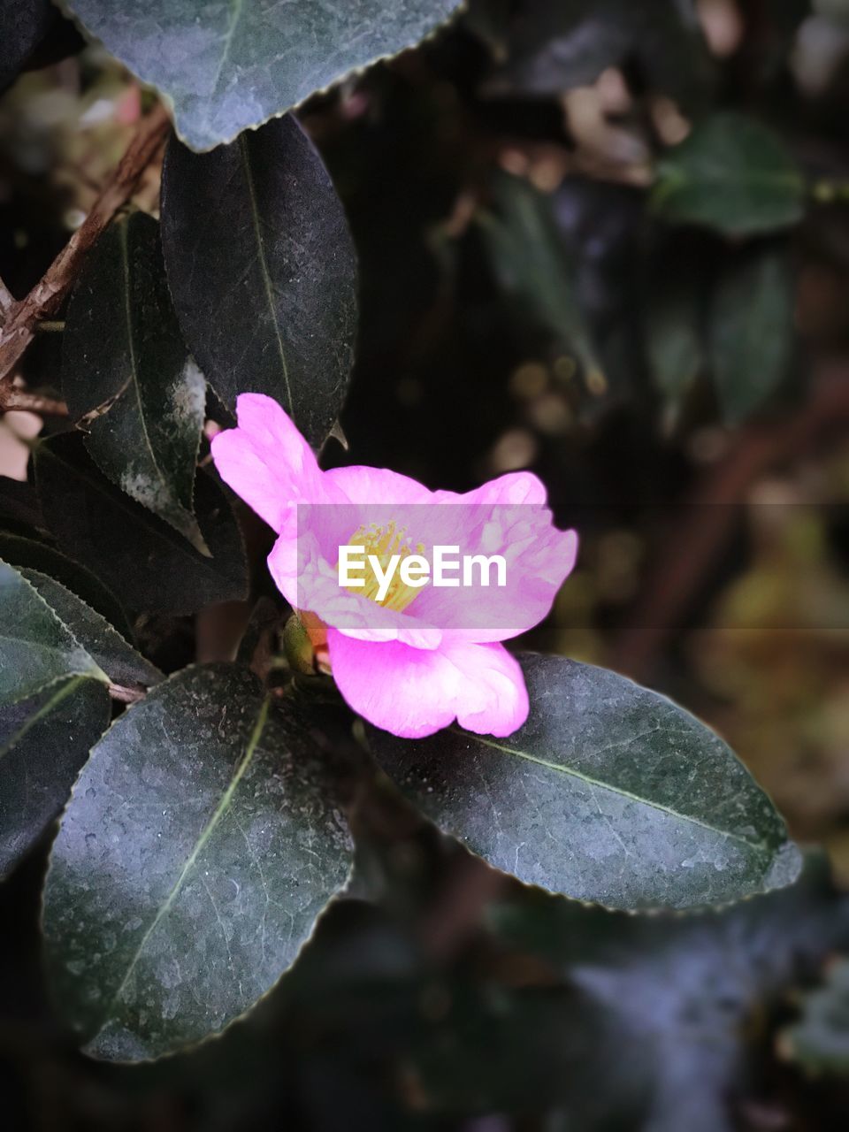 Close-up of pink flower blooming outdoors