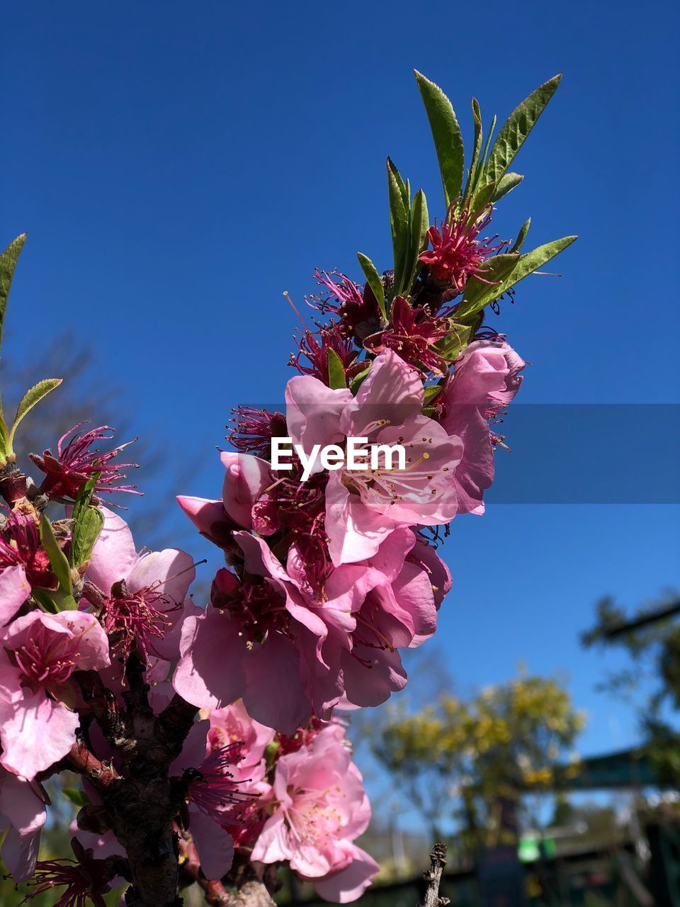 LOW ANGLE VIEW OF PINK CHERRY BLOSSOM AGAINST BLUE SKY