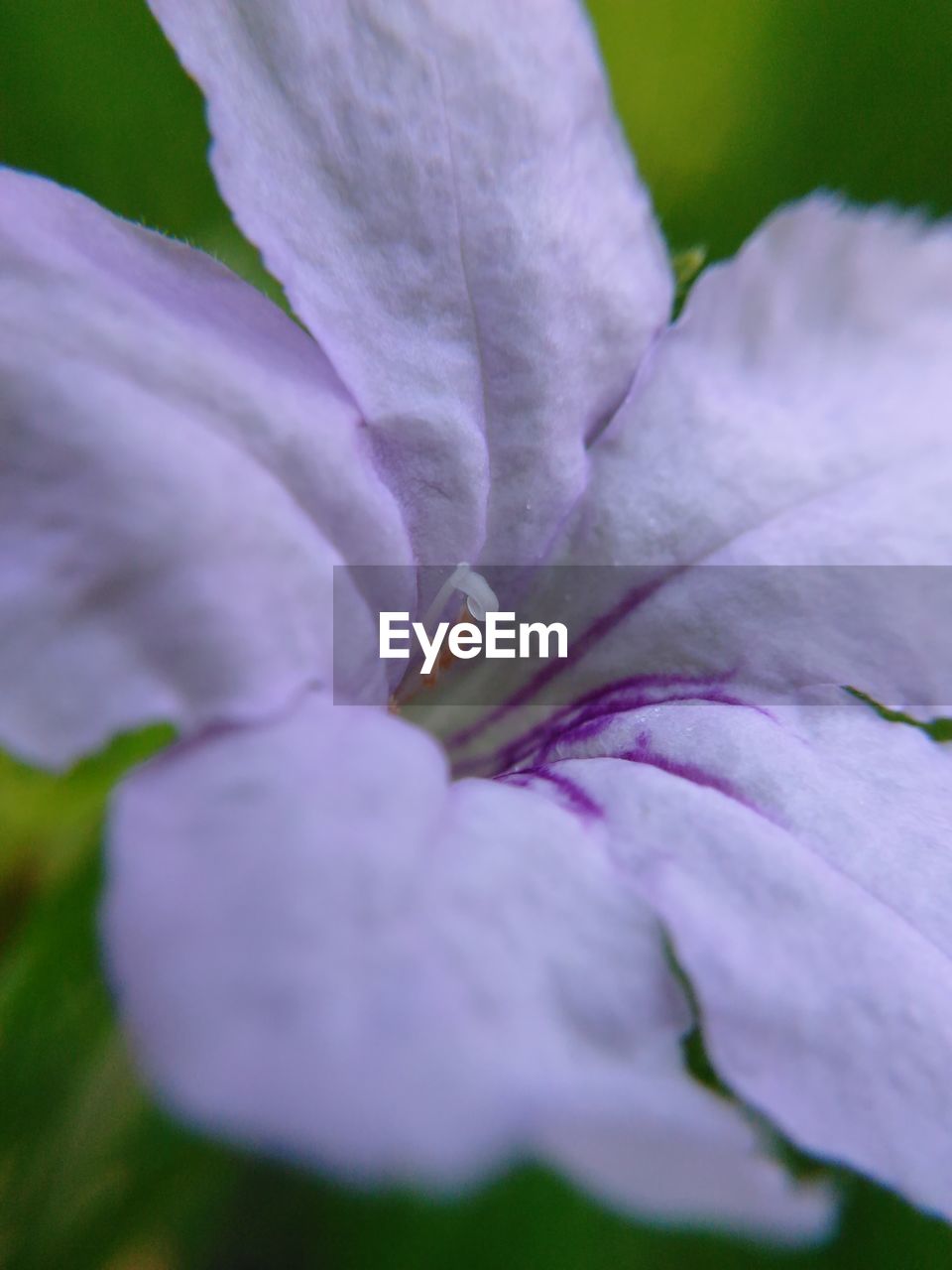 Close-up of flower blooming outdoors