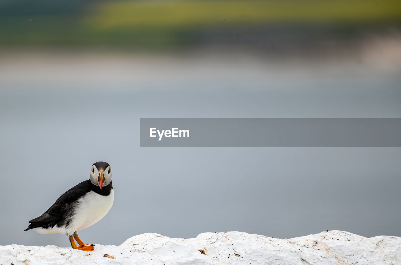 SIDE VIEW OF BIRD PERCHING ON A ROCK