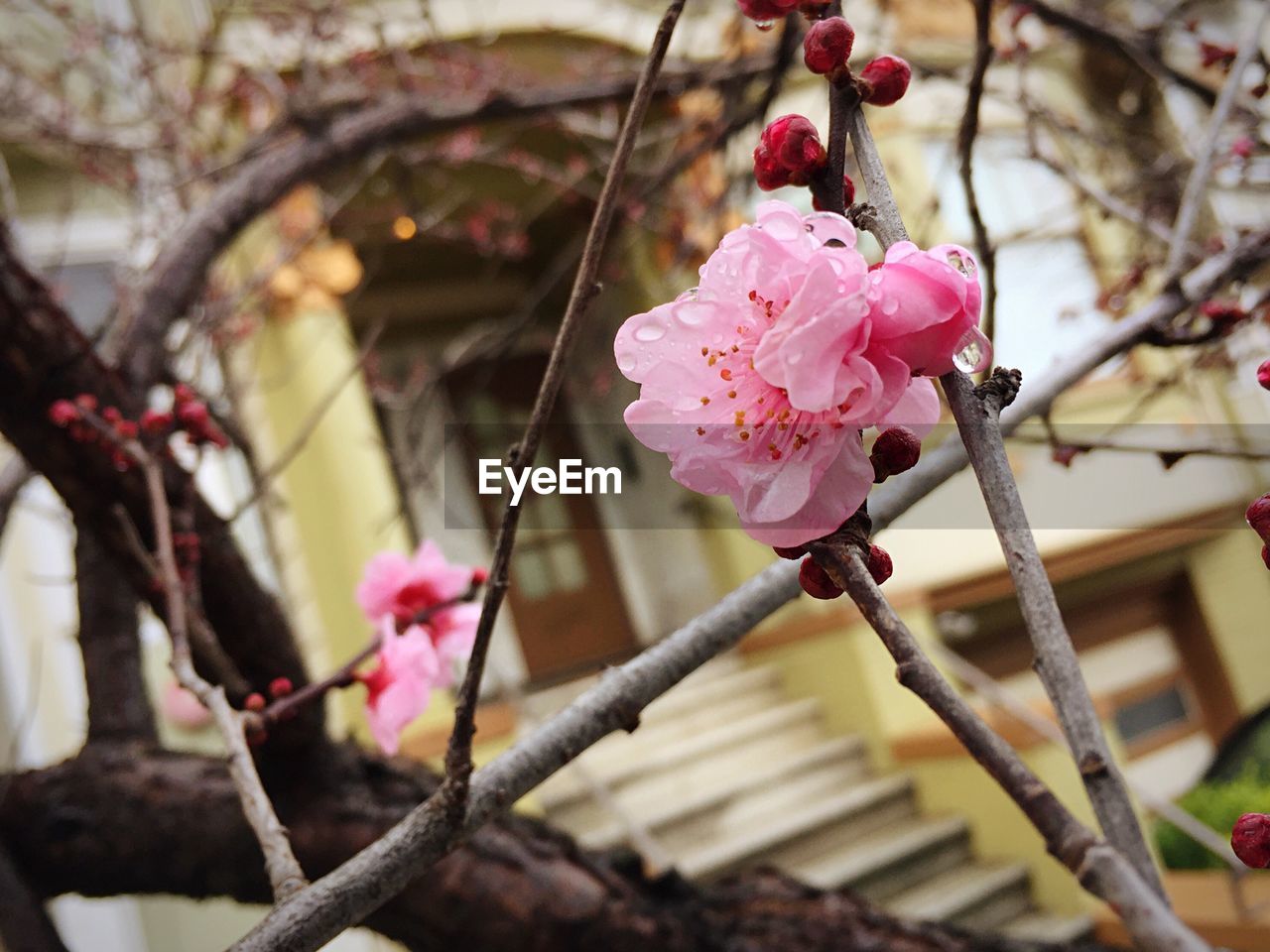 PINK FLOWERS BLOOMING ON TREE