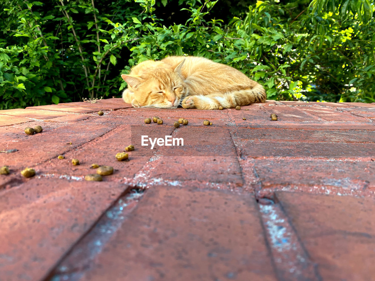 SURFACE LEVEL OF A CAT SLEEPING ON FOOTPATH