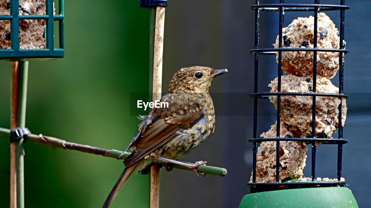 Close-up of bird perching on feeder