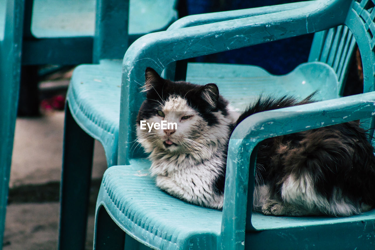 CAT SITTING ON CHAIR IN A ROOM