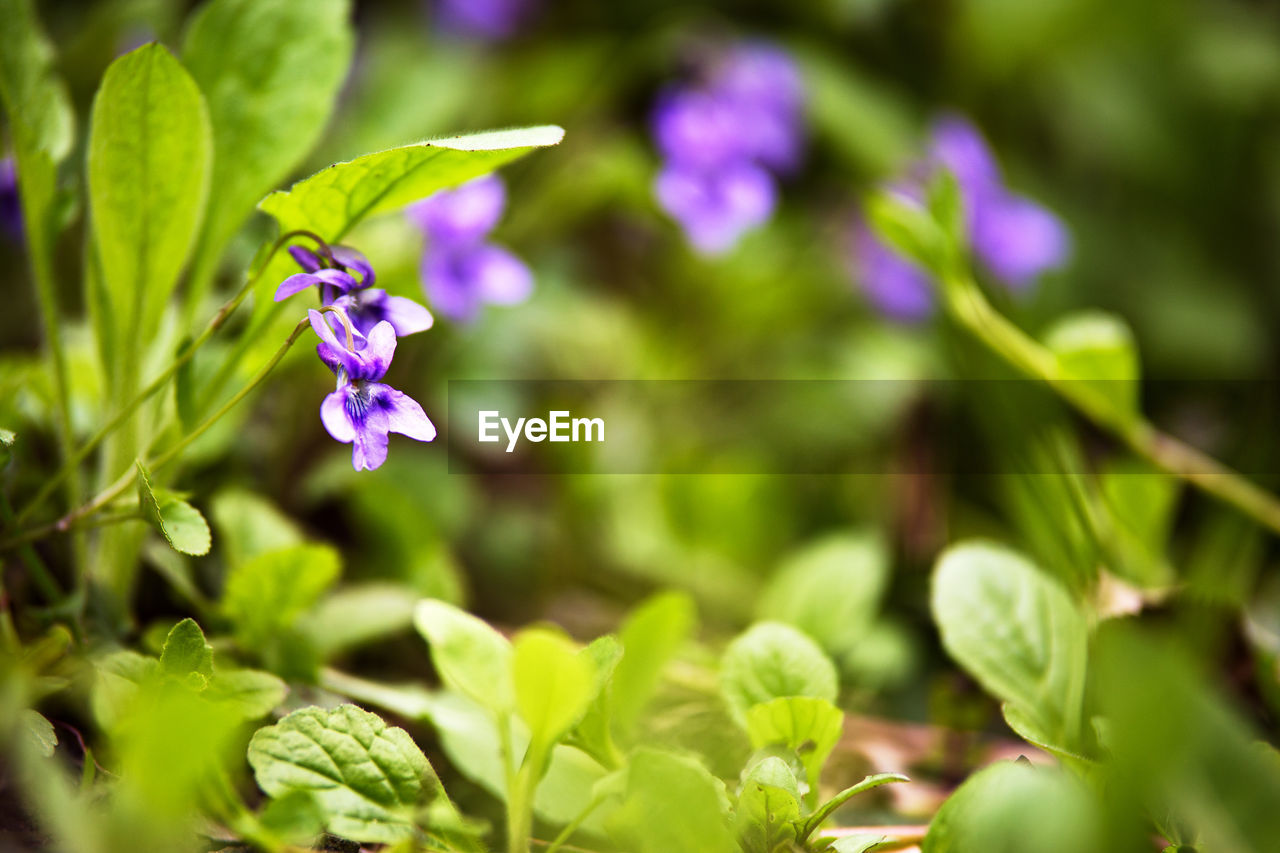 Close-up of purple flowers blooming outdoors