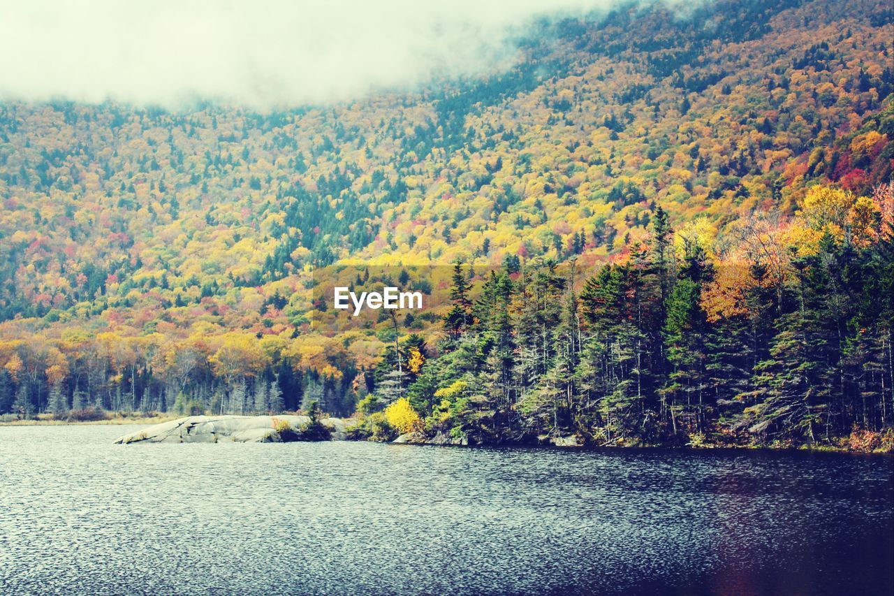 Forest in autumn