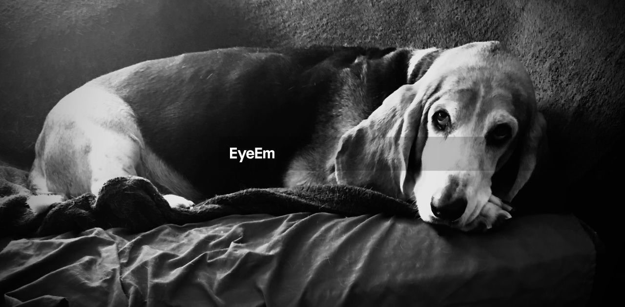 CLOSE-UP PORTRAIT OF DOG IN BLANKET