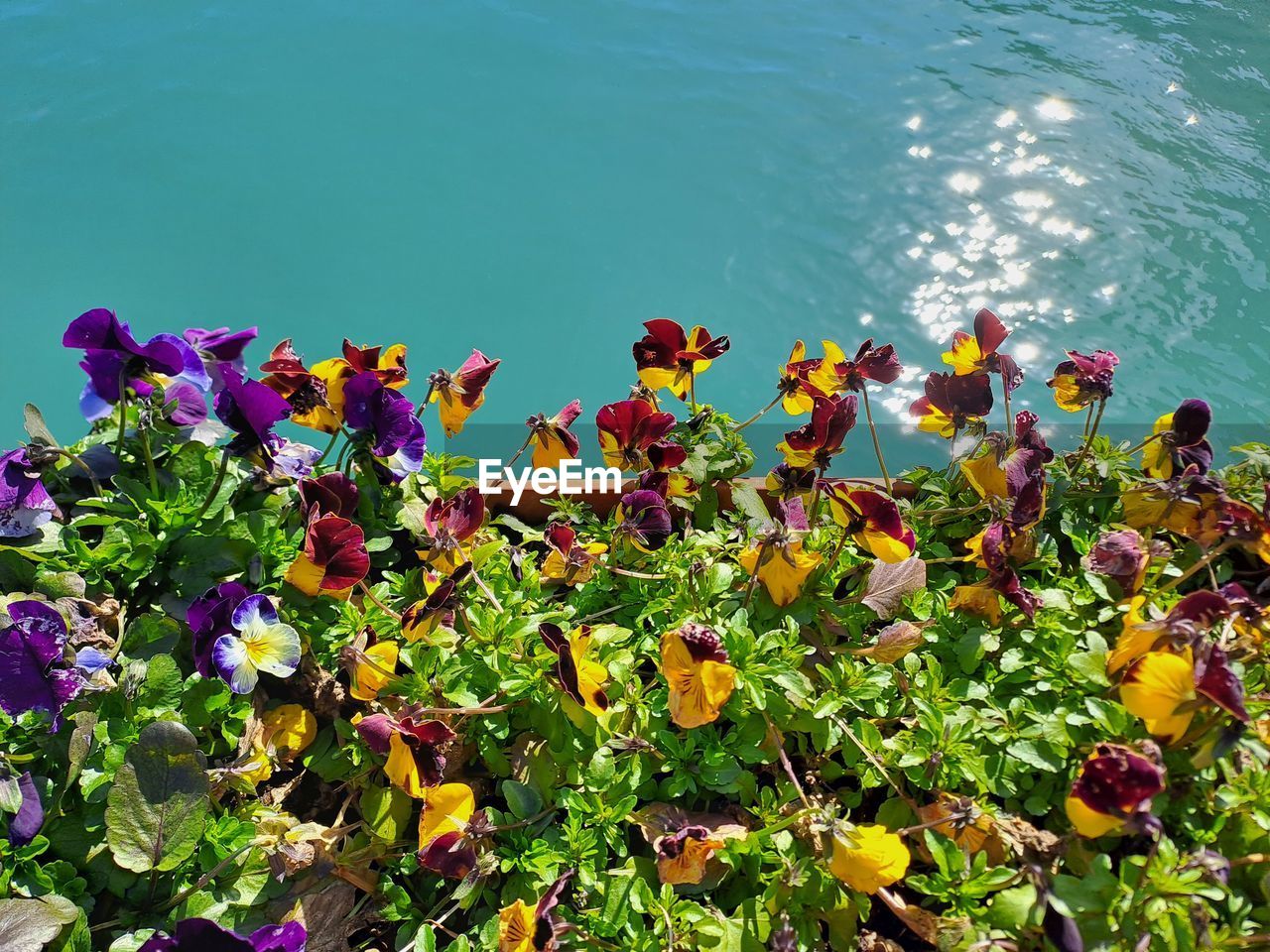 flower, flowering plant, plant, water, beauty in nature, nature, freshness, growth, high angle view, day, wildflower, sea, fragility, no people, sunlight, outdoors, leaf, land, tranquility, flower head, green