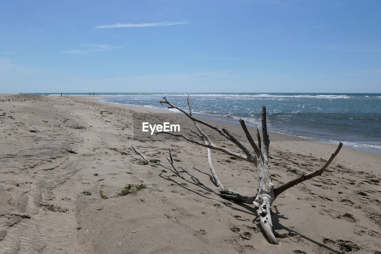 Scenic view of driftwood branch on beach  against blue sky