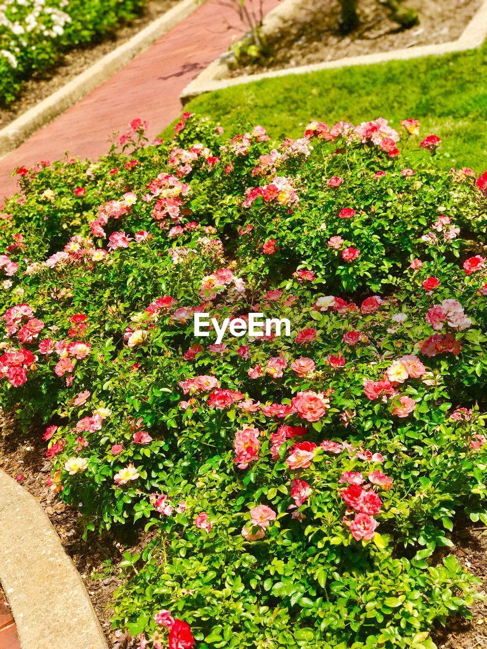 CLOSE-UP OF RED FLOWERS BLOOMING ON PLANT