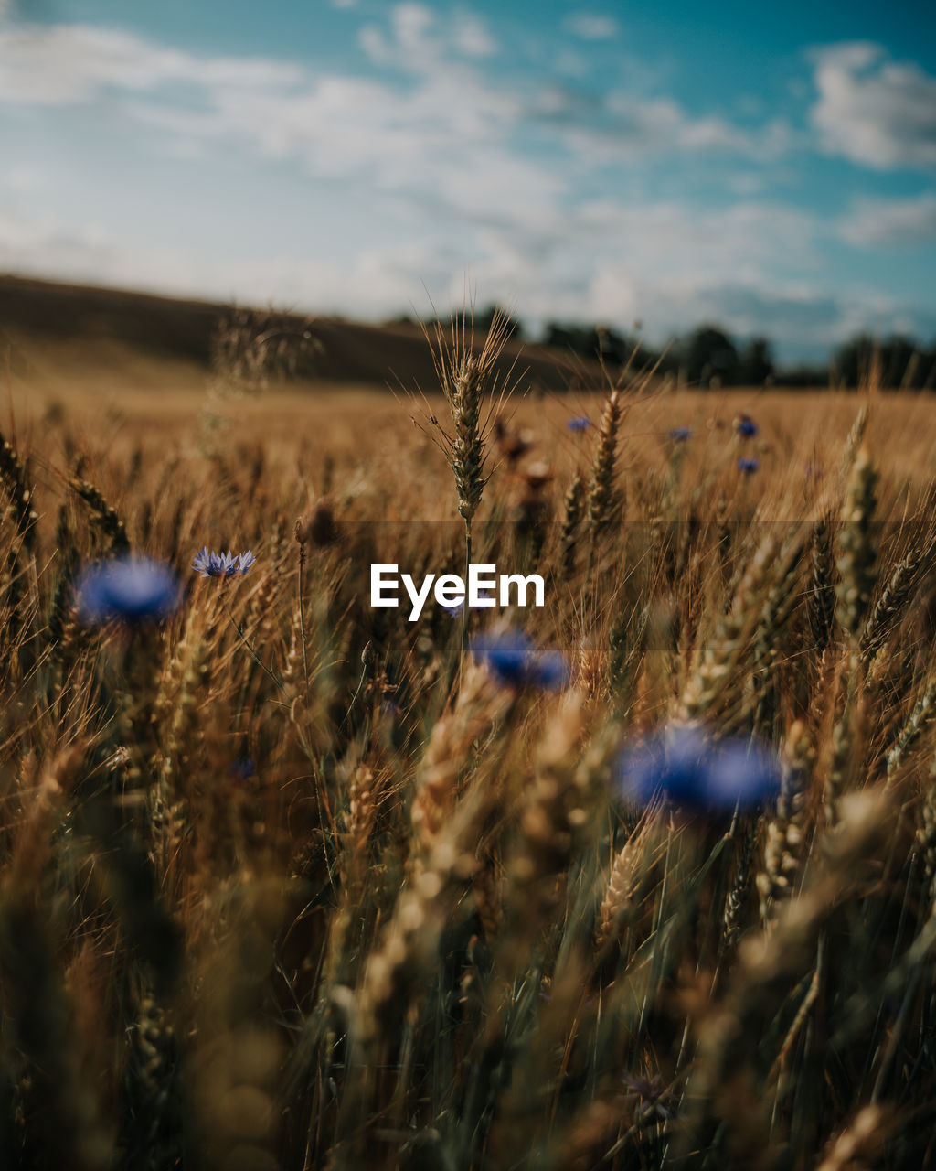 Wheat growing on field against sky