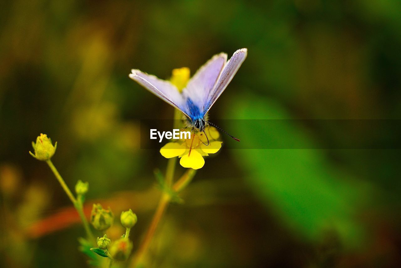 Close-up of butterfly pollinating on purple flower