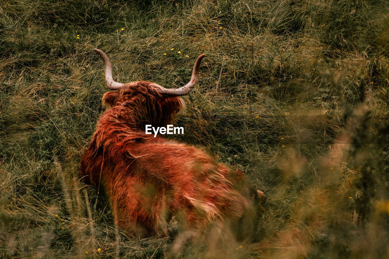 View of a ox on field turned away from camera