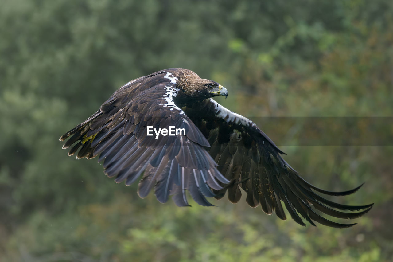 close-up of eagle flying