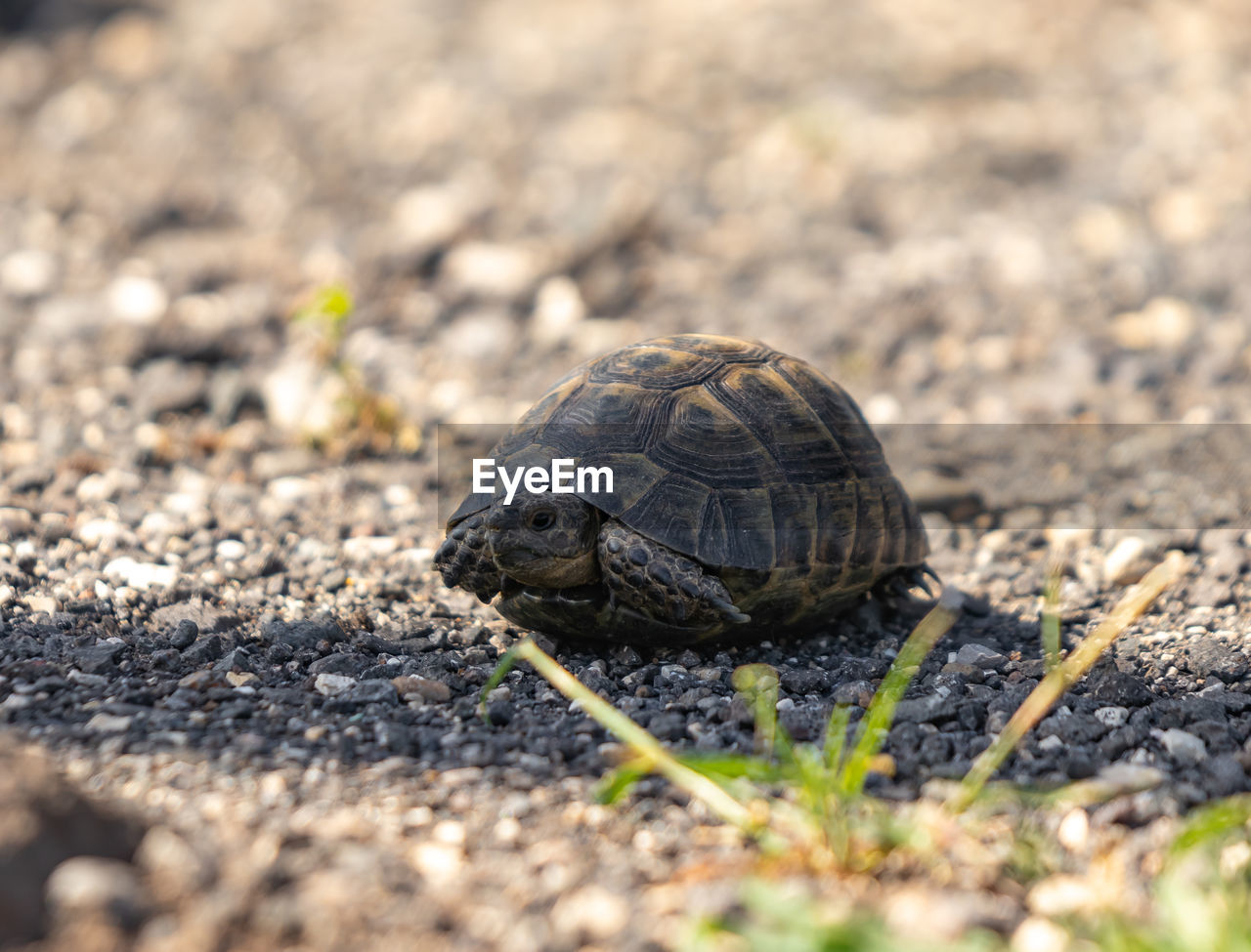 CLOSE-UP OF A TURTLE ON GROUND