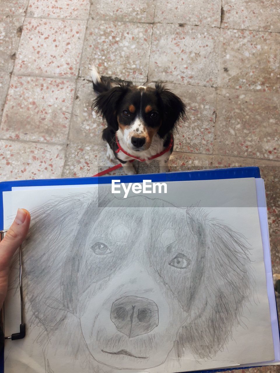 CLOSE-UP PORTRAIT OF DOG HOLDING CAMERA