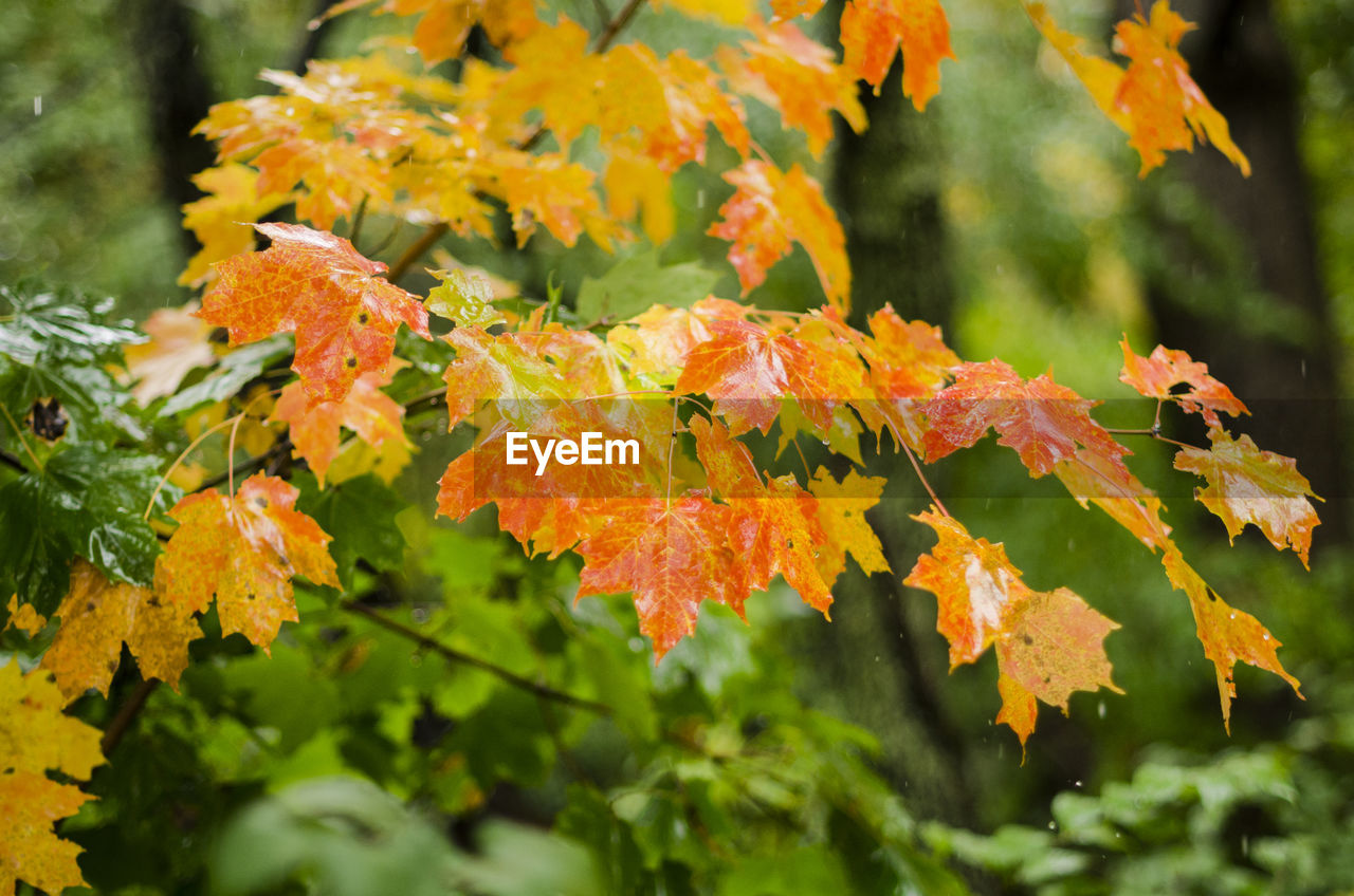 Close-up of orange leaves