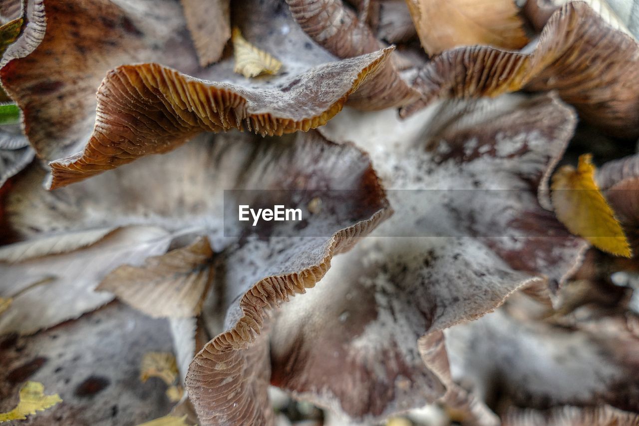 Close-up of mushrooms