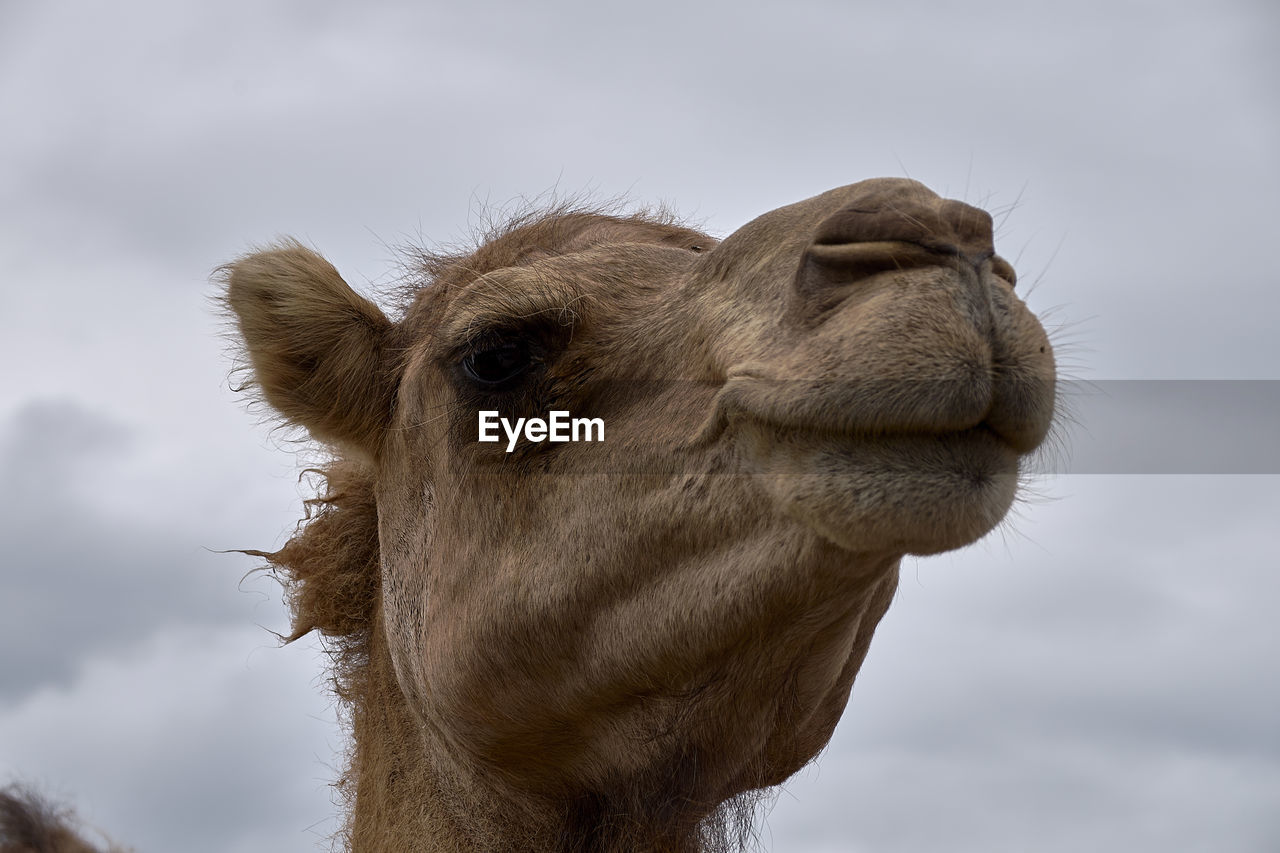 low angle view of camel against sky
