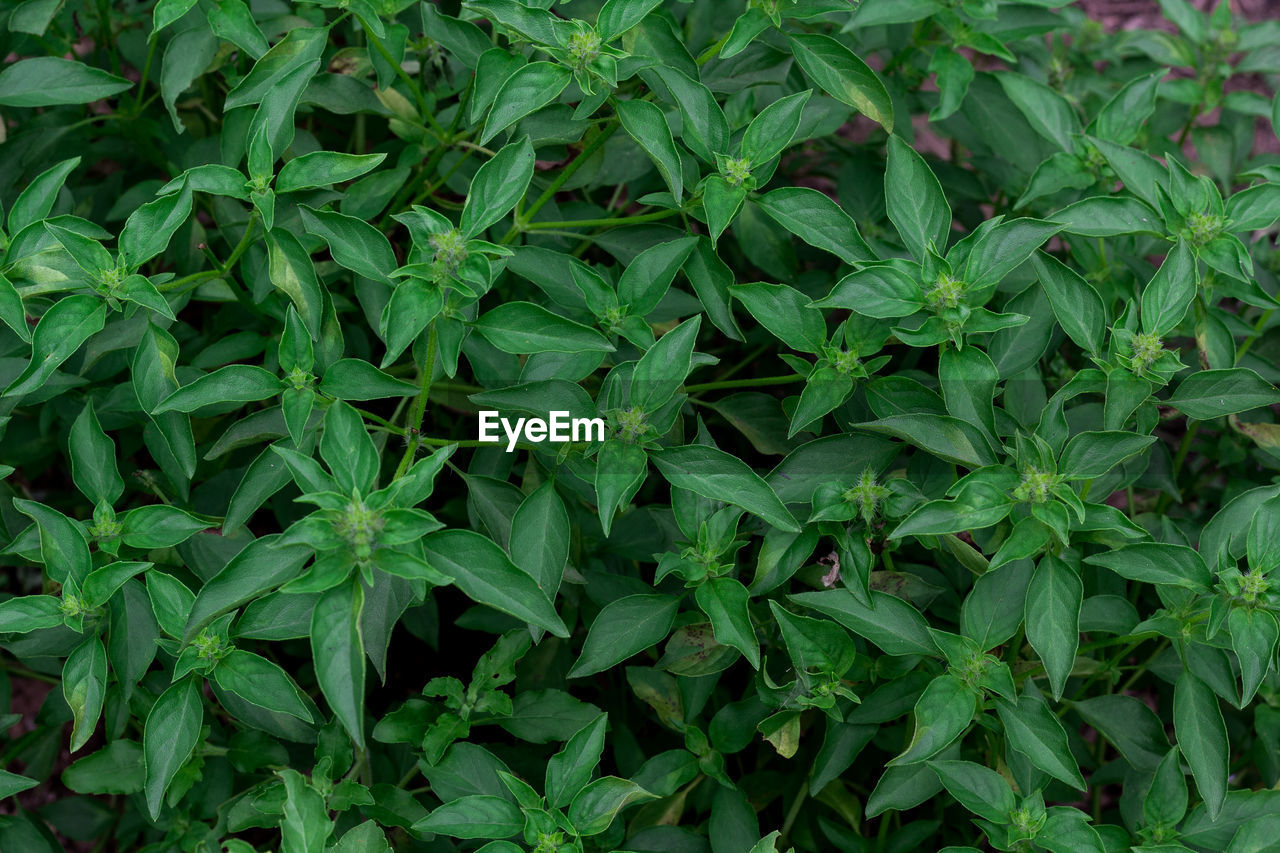 Full frame shot of green plants