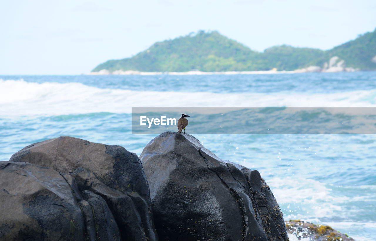 VIEW OF BIRD PERCHING ON ROCK