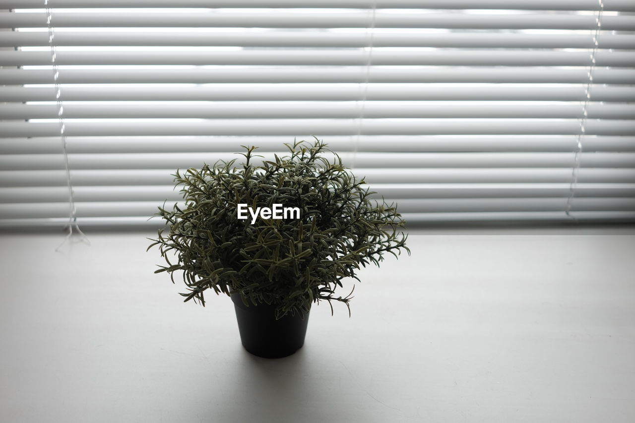 CLOSE-UP OF POTTED PLANT ON WINDOW