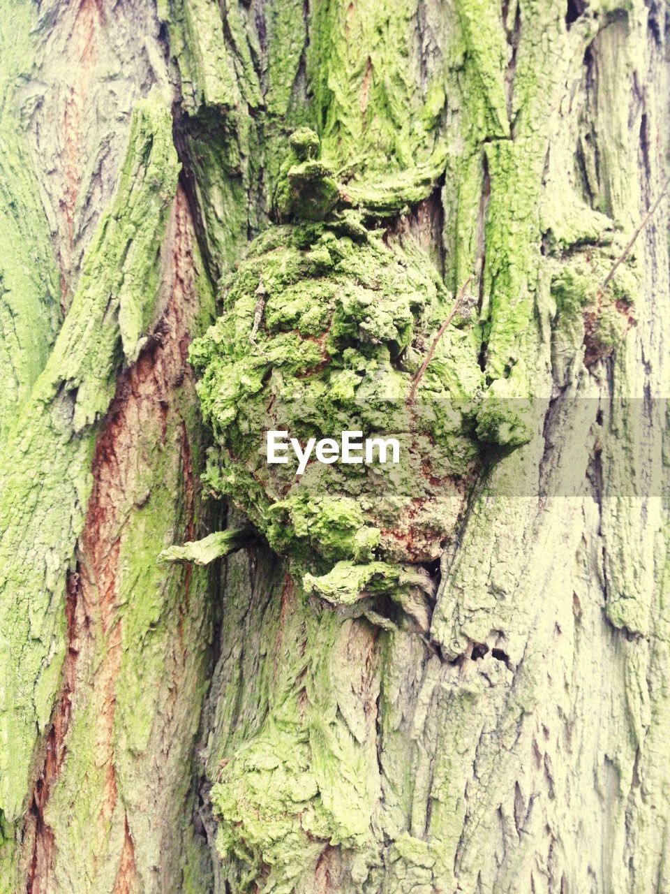 Full frame shot of moss on tree trunk