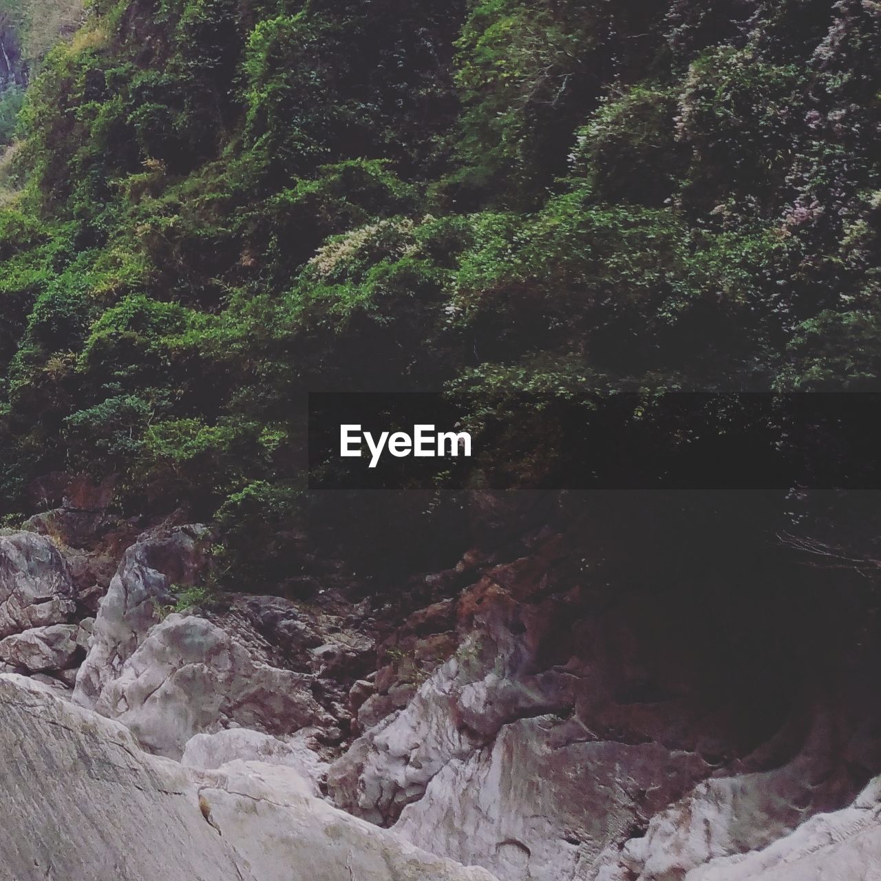 FULL FRAME SHOT OF ROCKS ON TREE