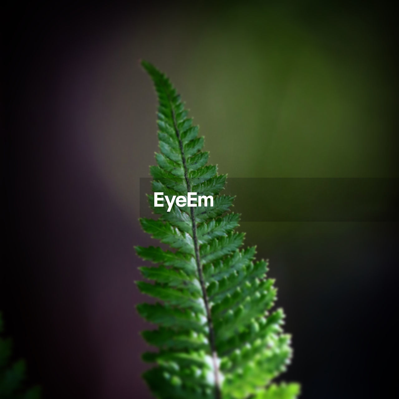 Close-up of fern leaves