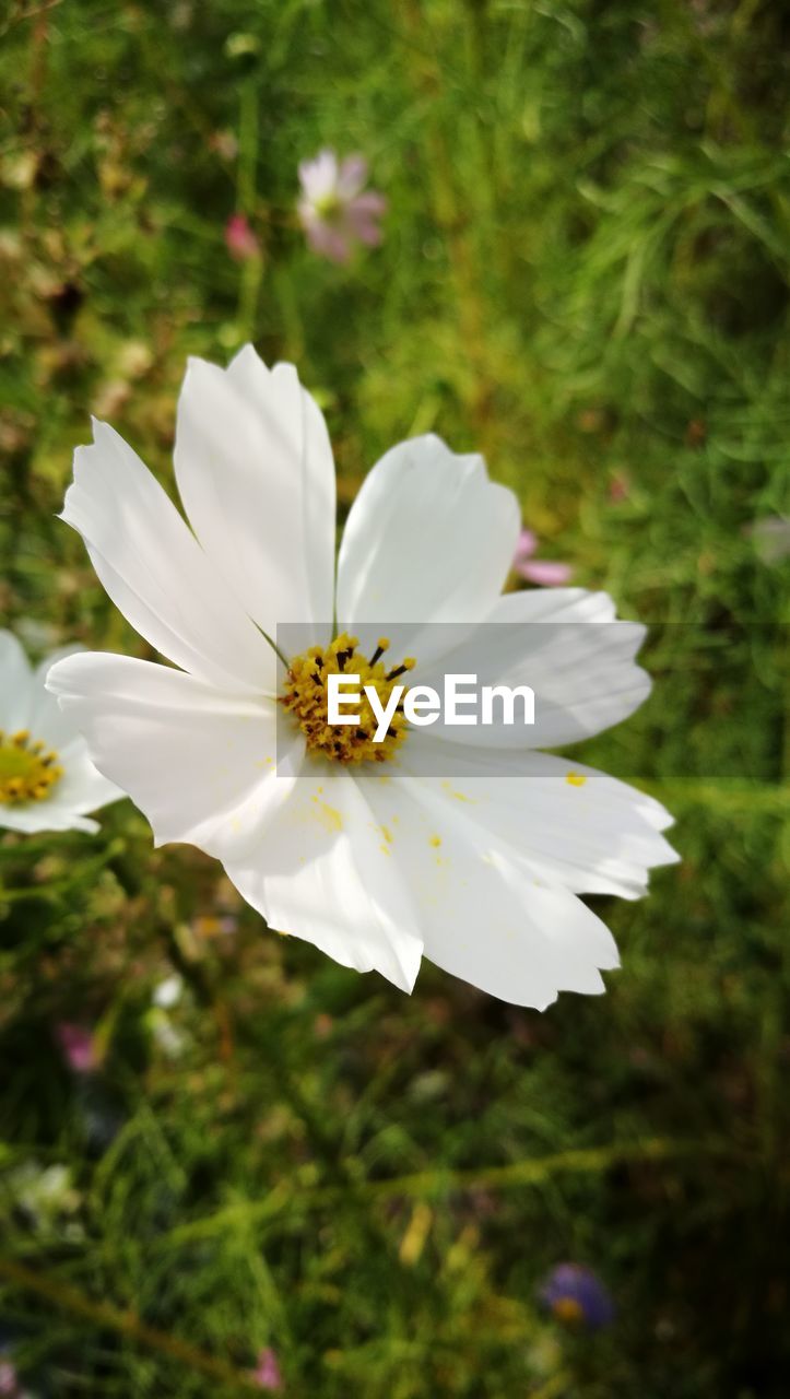 CLOSE-UP OF WHITE FLOWER BLOOMING IN PARK