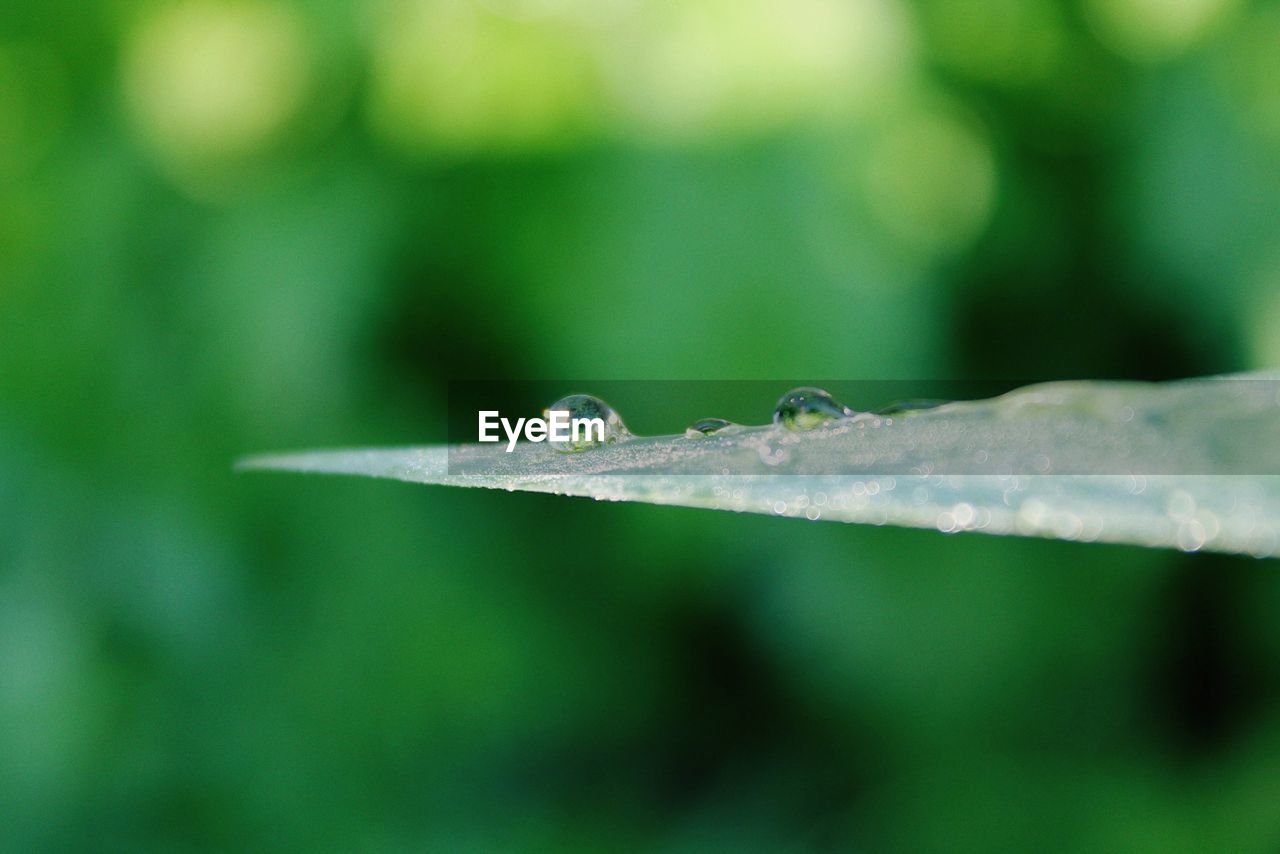 You get up early in the morning to see a new day emerge in the reflection of dew 
