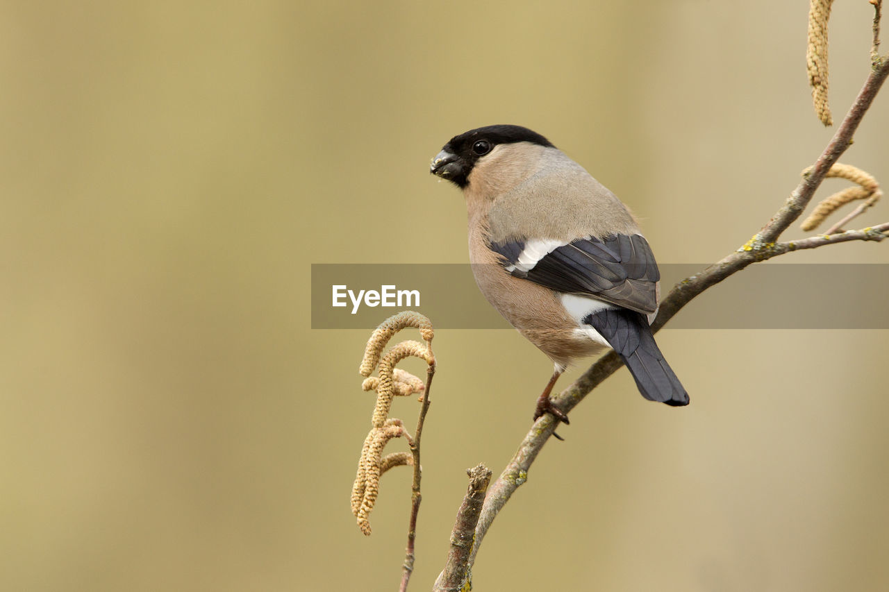 CLOSE-UP OF BIRD PERCHING ON A PLANT