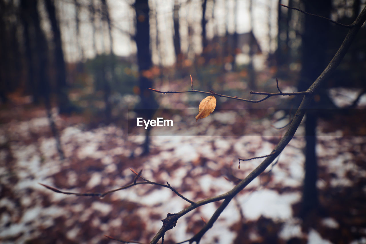 Autumn Autumn Colors Life Lonely Vignette Beauty In Nature Branch Close-up Day Dried Plant Flower Flower Head Focus On Foreground Forest Fragility Freshness Growth Leaf Nature No People Outdoors Plant Tree Twig