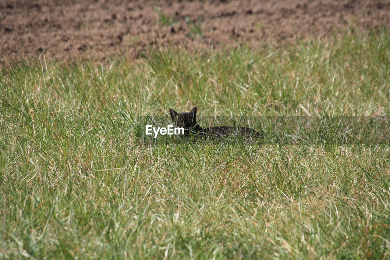 VIEW OF CAT ON GRASS