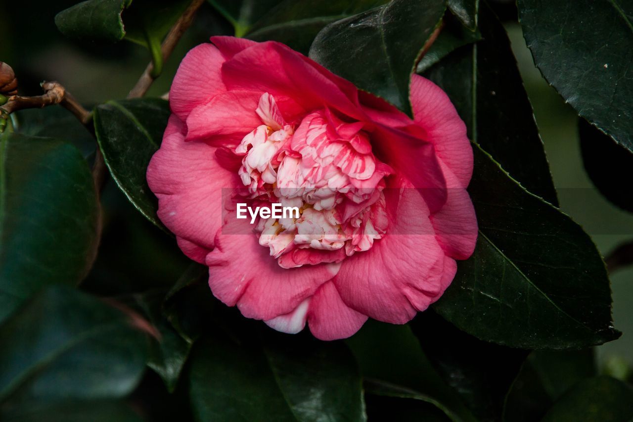 CLOSE-UP OF PINK ROSE