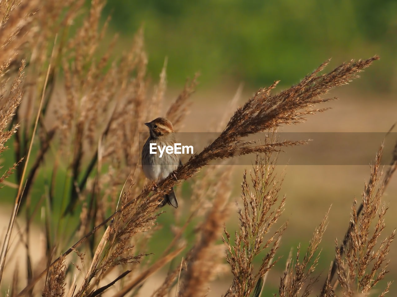 BIRD PERCHING ON PLANT