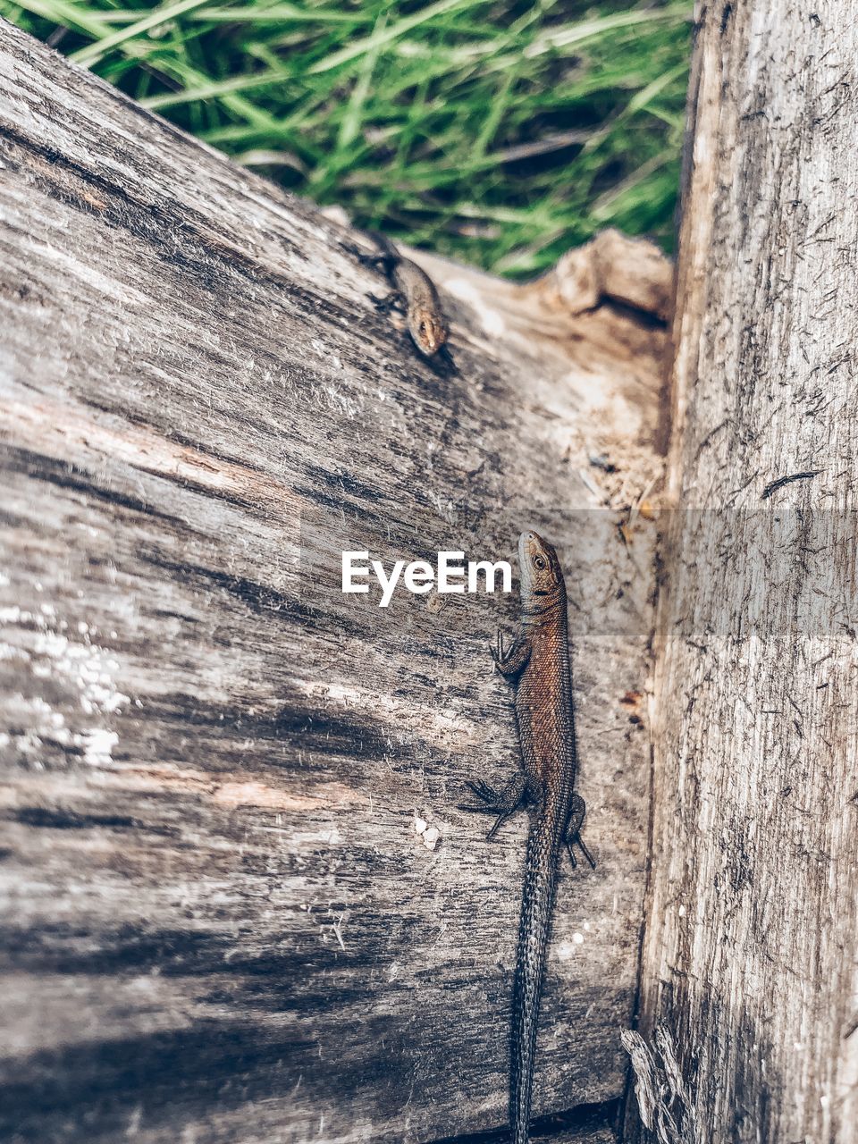 CLOSE-UP OF A TREE TRUNK