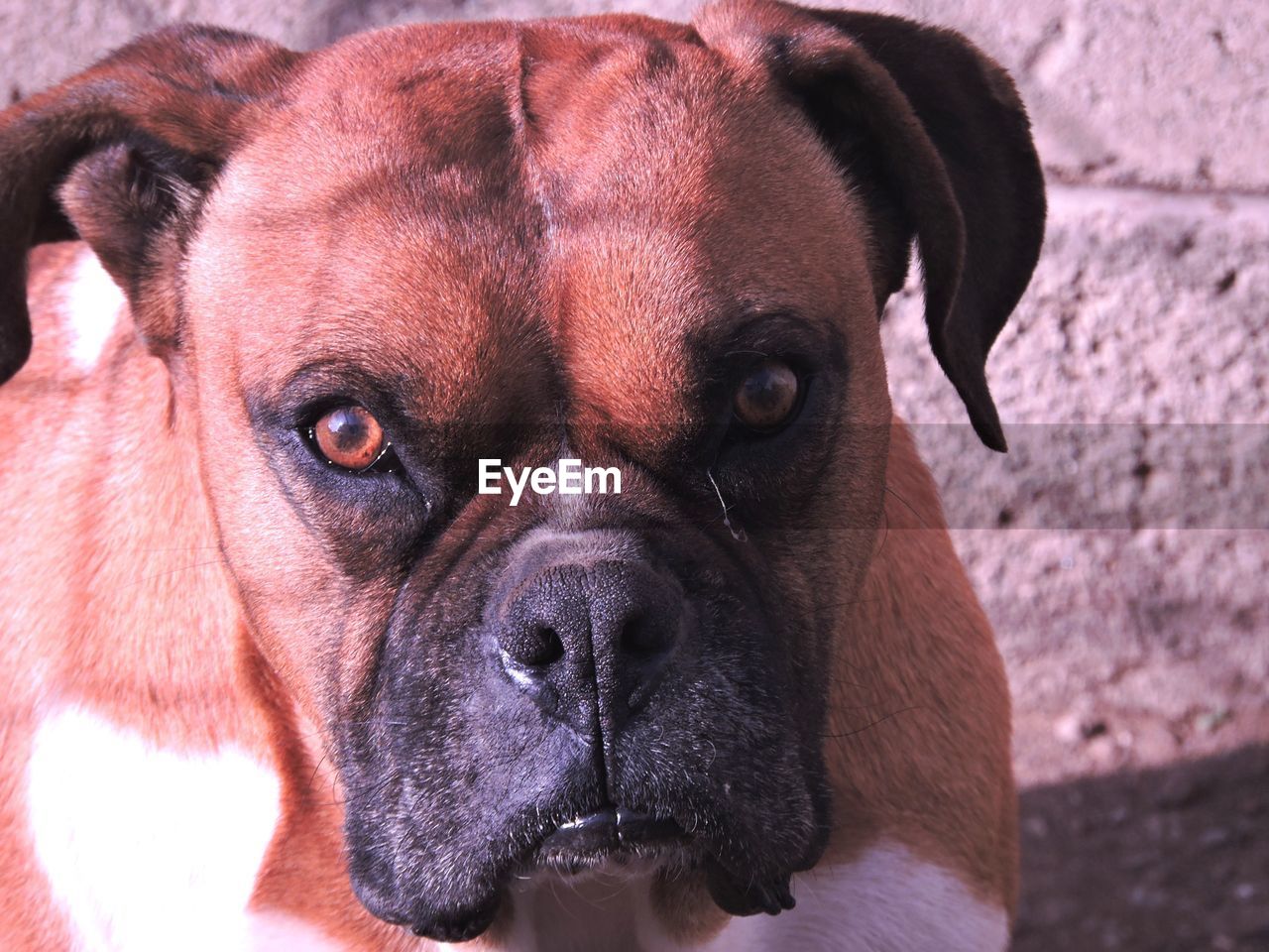 CLOSE-UP PORTRAIT OF DOG WITH MOUTH