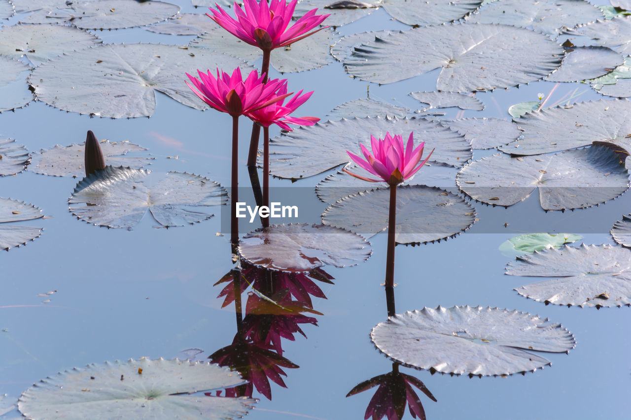 High angle view of pink lotus water lilies in lake