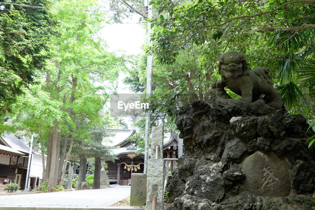 VIEW OF TREES