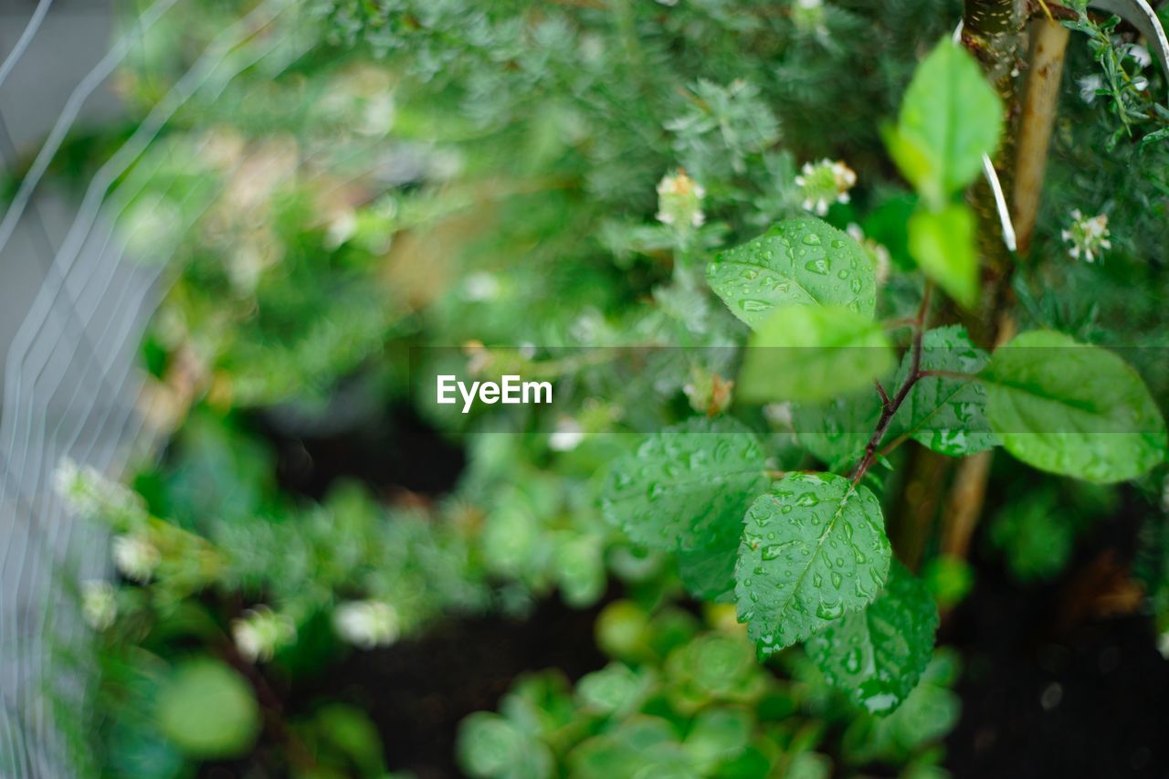 HIGH ANGLE VIEW OF RAINDROPS ON PLANTS