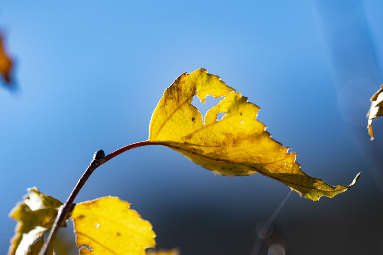 Close-up of yellow flower against blue sky